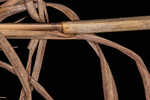 Wetand white bluestem